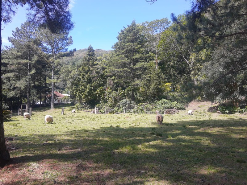 Chácara à venda com 5 quartos, 400.00m² - Centro,Morro Reuter