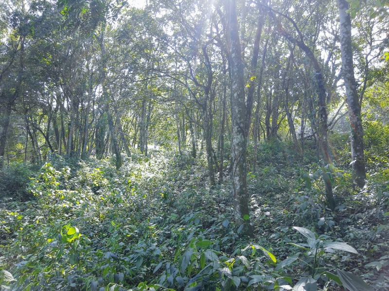  - Terreno à venda em Morro Reuter, Belvedere, 1.178,58m²