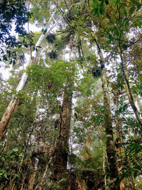  - Chácara à venda em Santa Maria do Herval, Padre Eterno Ilges, 180.000,00m²