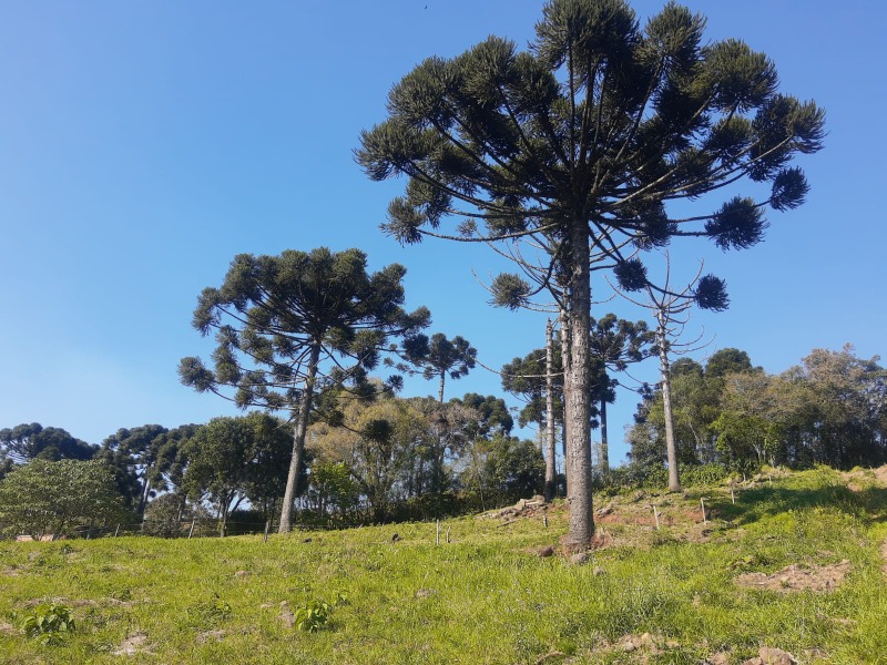  - Terreno à venda em Santa Maria do Herval, Boa Vista do Herval, 1.680,50m²