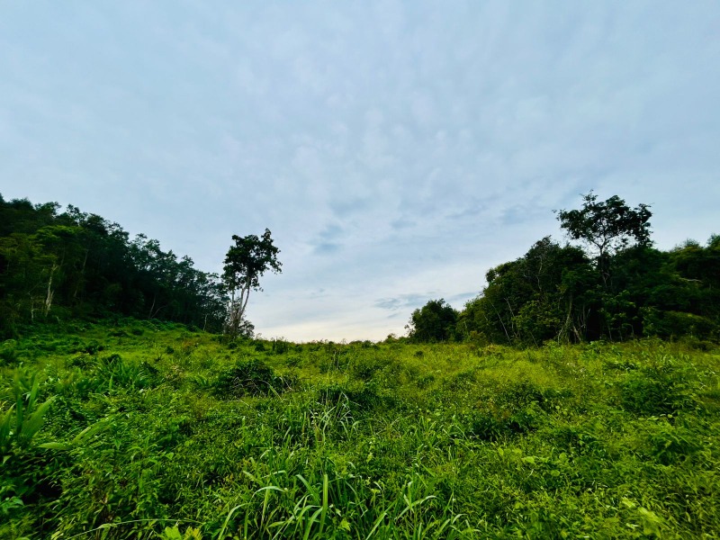 Chácara à venda - Linha Cristo Rei,Morro Reuter