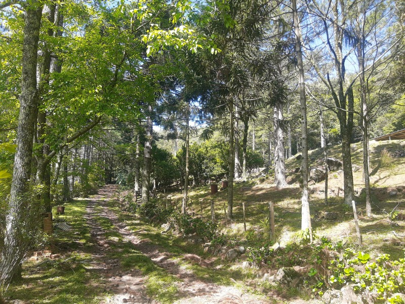 Chácara à venda com 5 quartos, 400.00m² - Centro,Morro Reuter