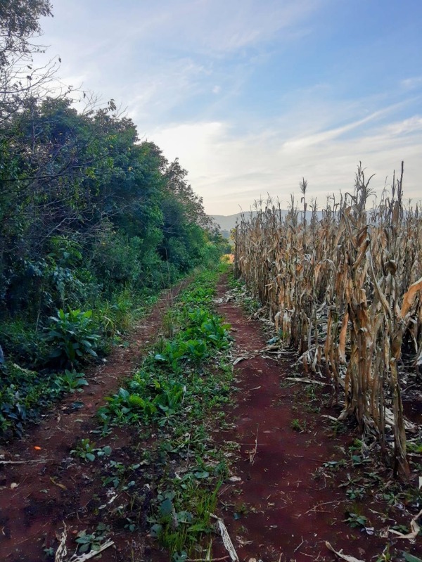 Área à venda - Travessão,Dois Irmãos