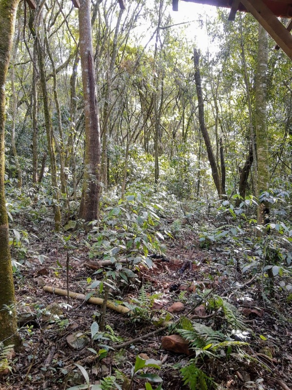 Sítio à venda - Vila Seger,Santa Maria do Herval