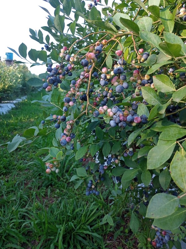 Chácara à venda com 1 quarto, 100.00m² - Picada São Jacó,Sapiranga