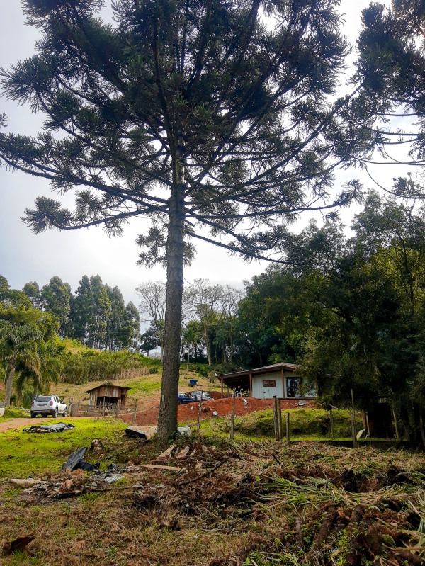Sítio à venda com 2 quartos, 80.00m² - Boa Vista do Herval,Santa Maria do Herval