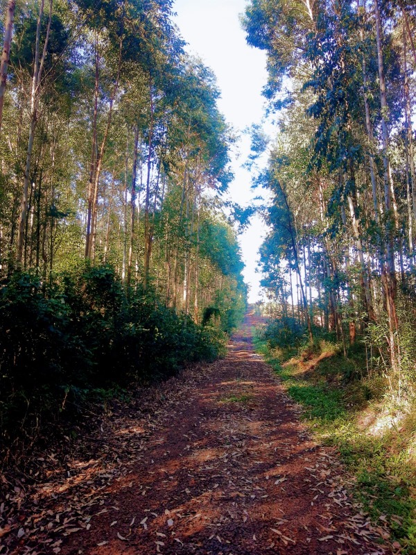  - Chácara à venda em Sapiranga, PICADA SÃO JACÓ, com 3 quartos, 60.500,00m²