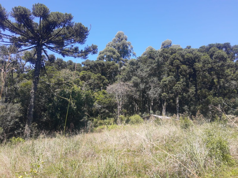  - Sítio à venda em Morro Reuter, São José do Herval, 6.434,65m²