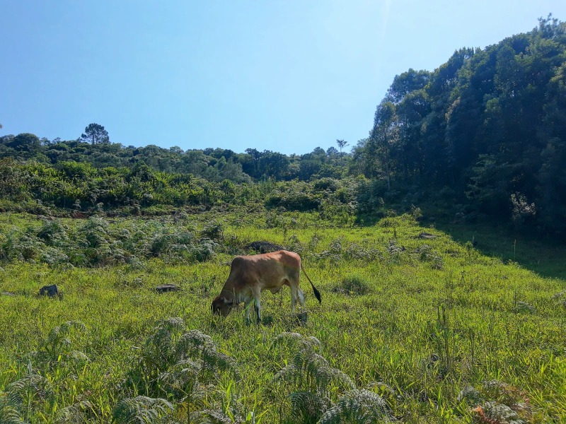  - Sítio à venda em Morro Reuter, São José do Herval, 4.600,00m²