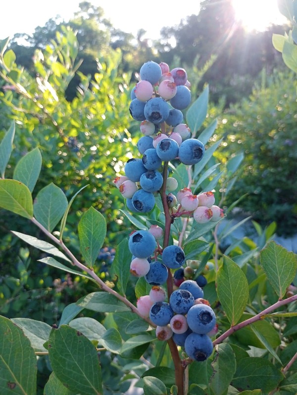 Chácara à venda com 1 quarto, 100.00m² - Picada São Jacó,Sapiranga
