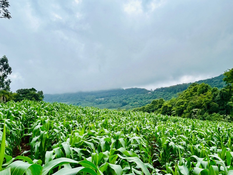 Sítio à venda - São José do Herval,Morro Reuter