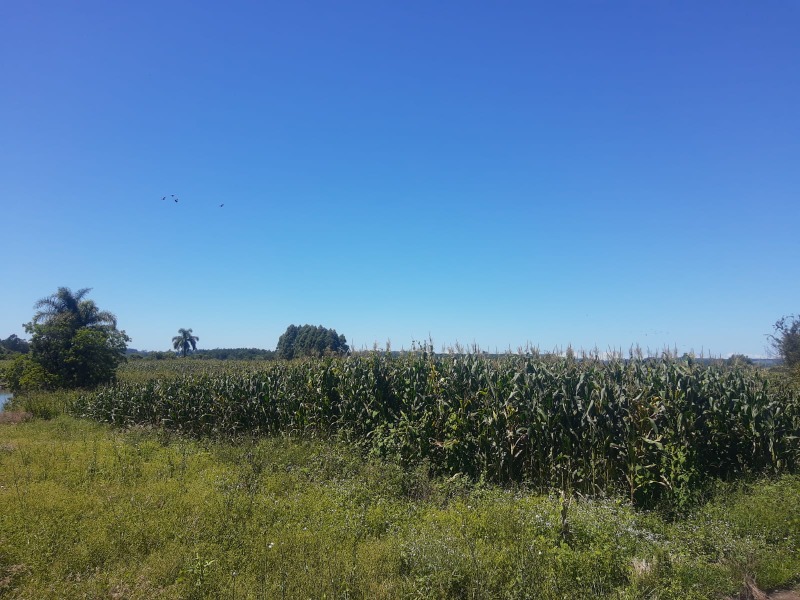 Chácara à venda - Alto Padre Eterno,Santa Maria do Herval
