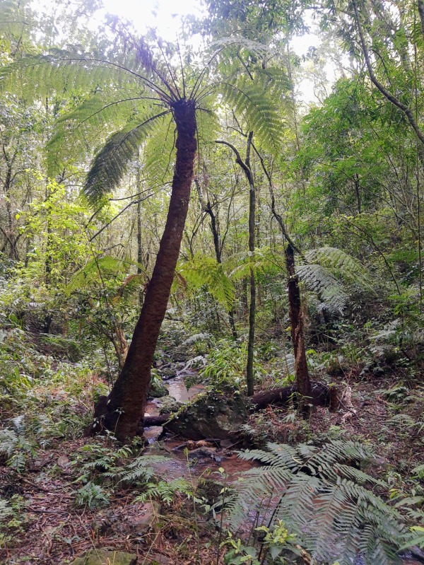 Sítio à venda - Padre Eterno,Santa Maria do Herval