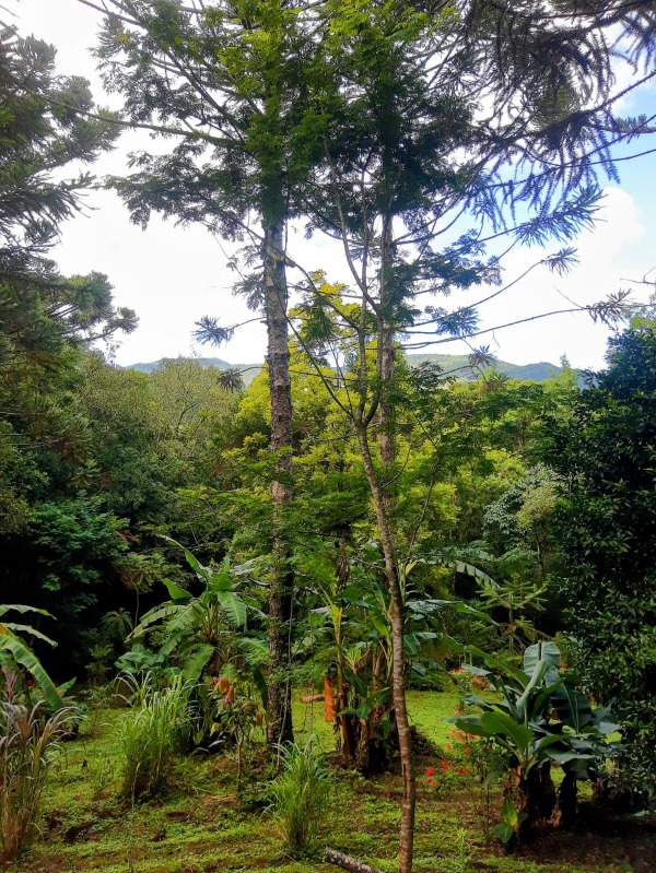  - Sítio à venda em Morro Reuter, Franckenthal, com 2 quartos, 16.500,00m²