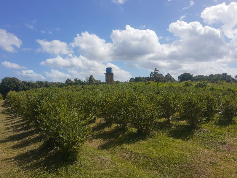 Chácara à venda com 1 quarto, 100.00m² - Picada São Jacó,Sapiranga